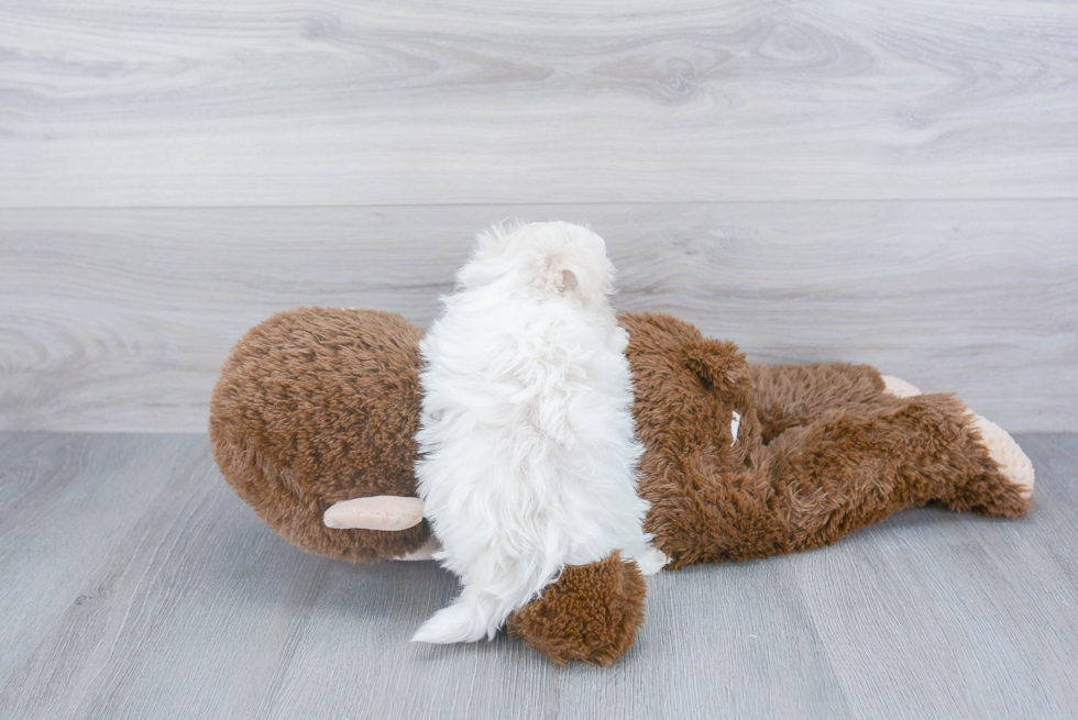 Maltipoo Puppy for Adoption