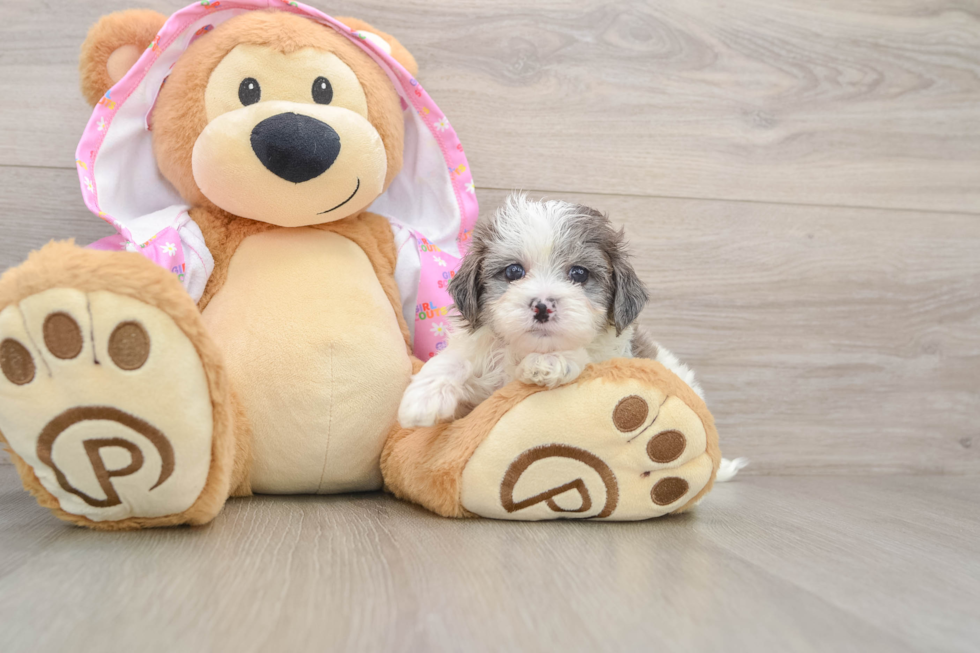 Maltipoo Puppy for Adoption