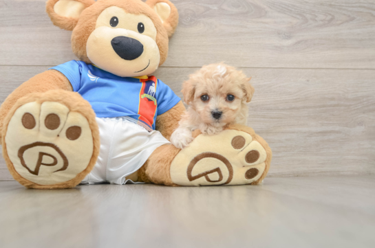ANGELINA, a Maltipoo littermate