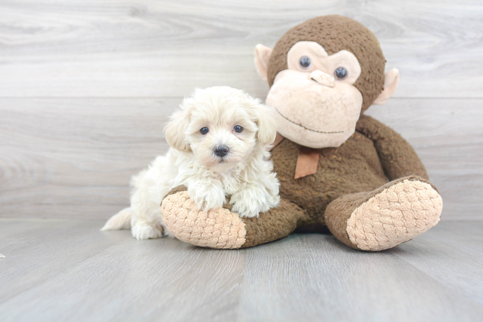 Best Maltipoo Baby
