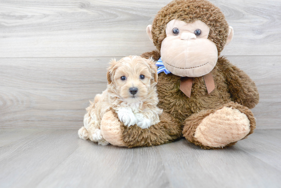 Adorable Maltese Poodle Poodle Mix Puppy