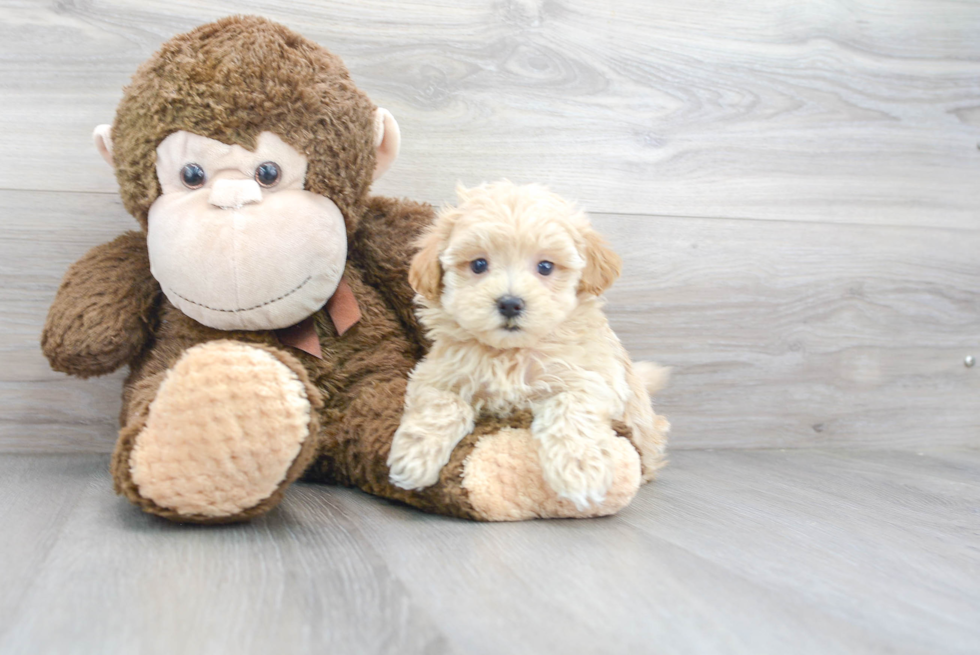 Hypoallergenic Maltepoo Poodle Mix Puppy