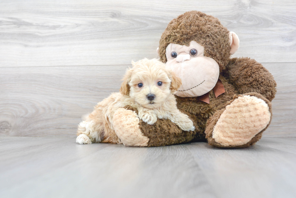 Popular Maltipoo Poodle Mix Pup