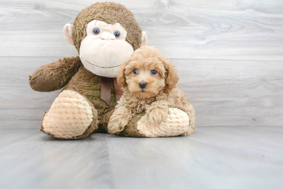 Best Maltipoo Baby