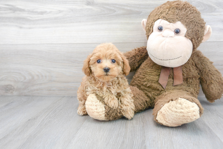 Popular Maltipoo Poodle Mix Pup