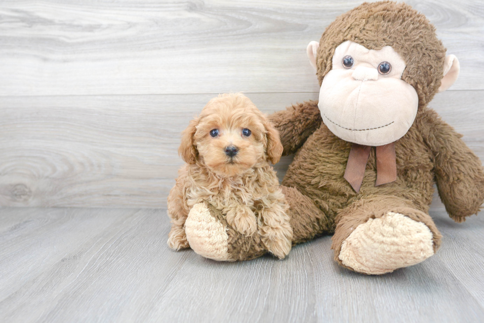 Popular Maltipoo Poodle Mix Pup