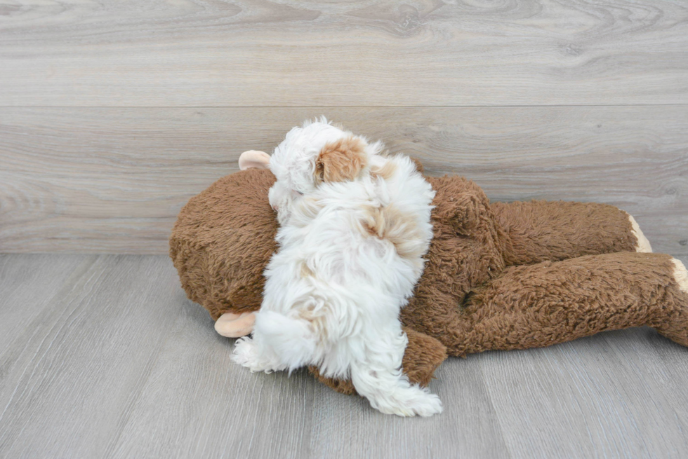 Maltipoo Pup Being Cute