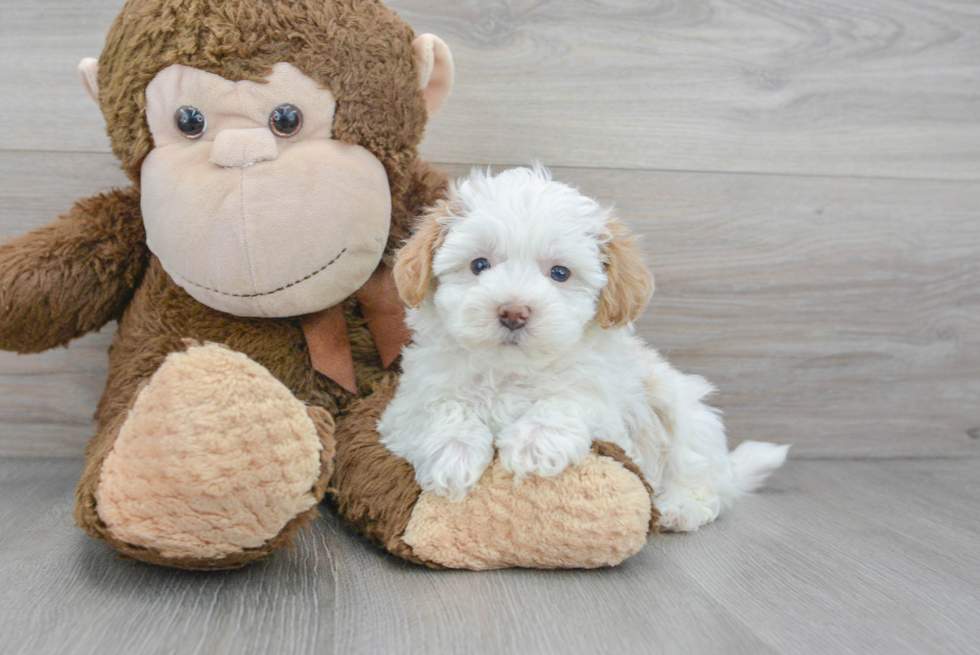 Maltipoo Pup Being Cute