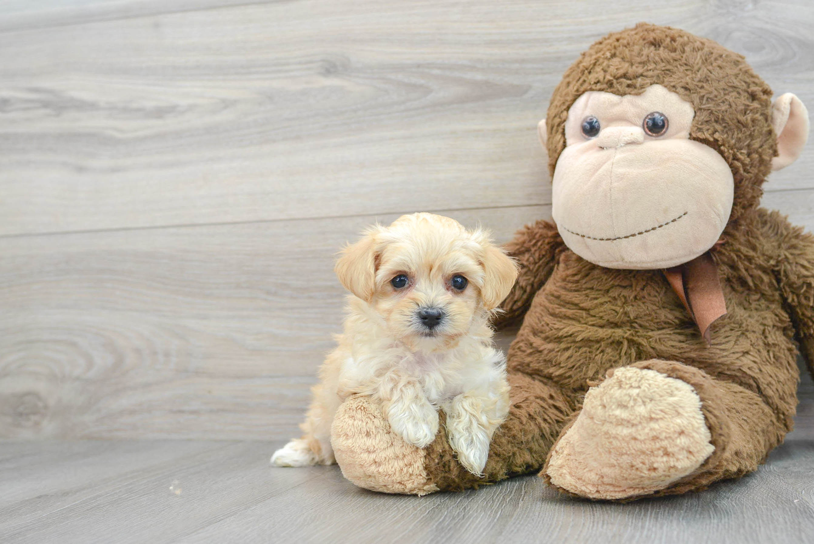 Smart Maltipoo Poodle Mix Pup