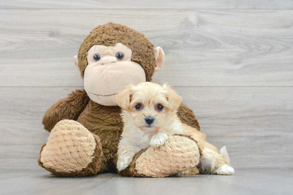 Adorable Maltese Poodle Poodle Mix Puppy
