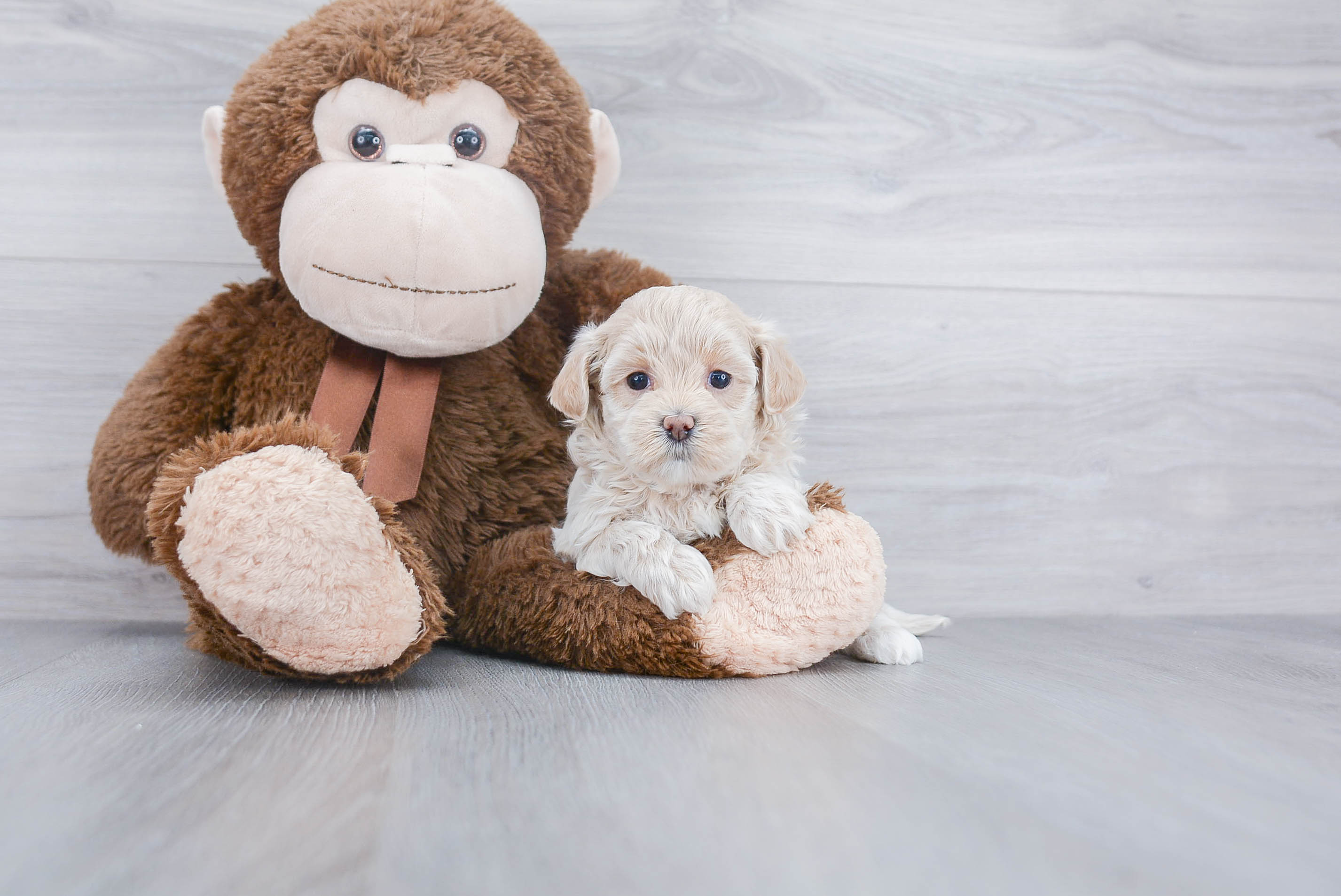Maltipoo Puppy for Adoption