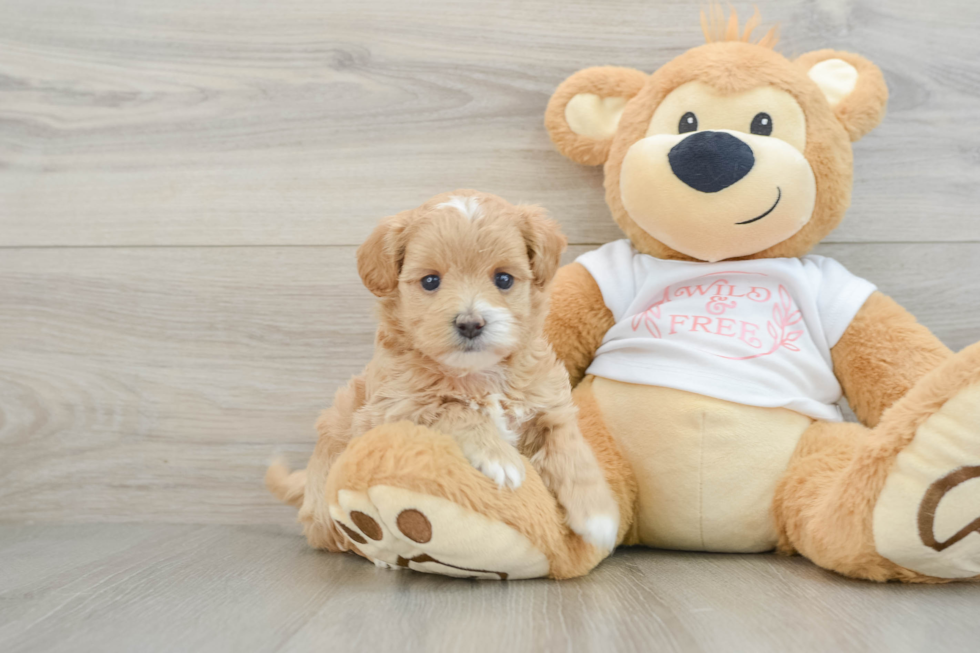 Maltipoo Puppy for Adoption