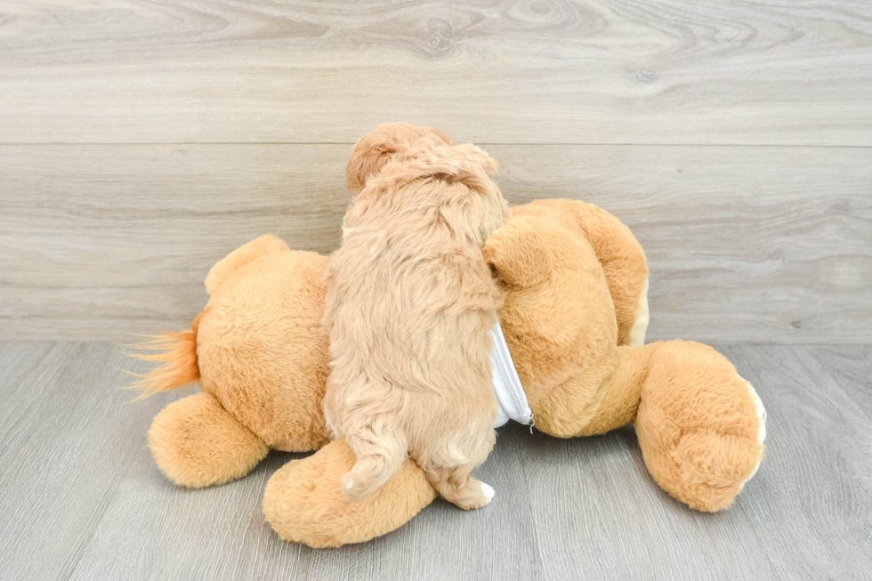 Playful Maltidoodle Poodle Mix Puppy