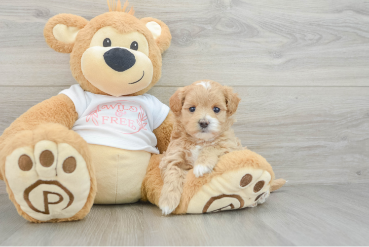 Maltipoo Pup Being Cute