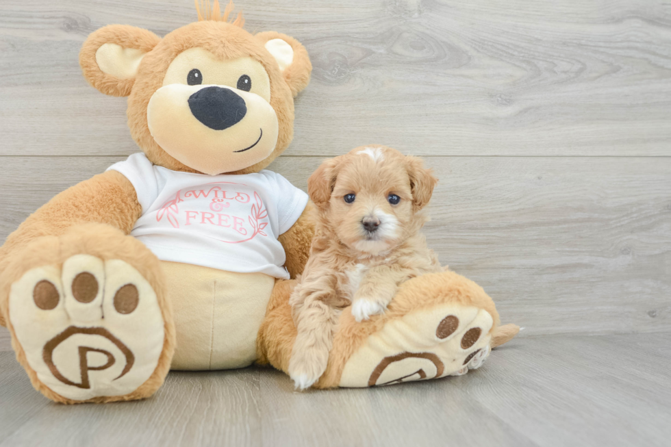 Maltipoo Pup Being Cute