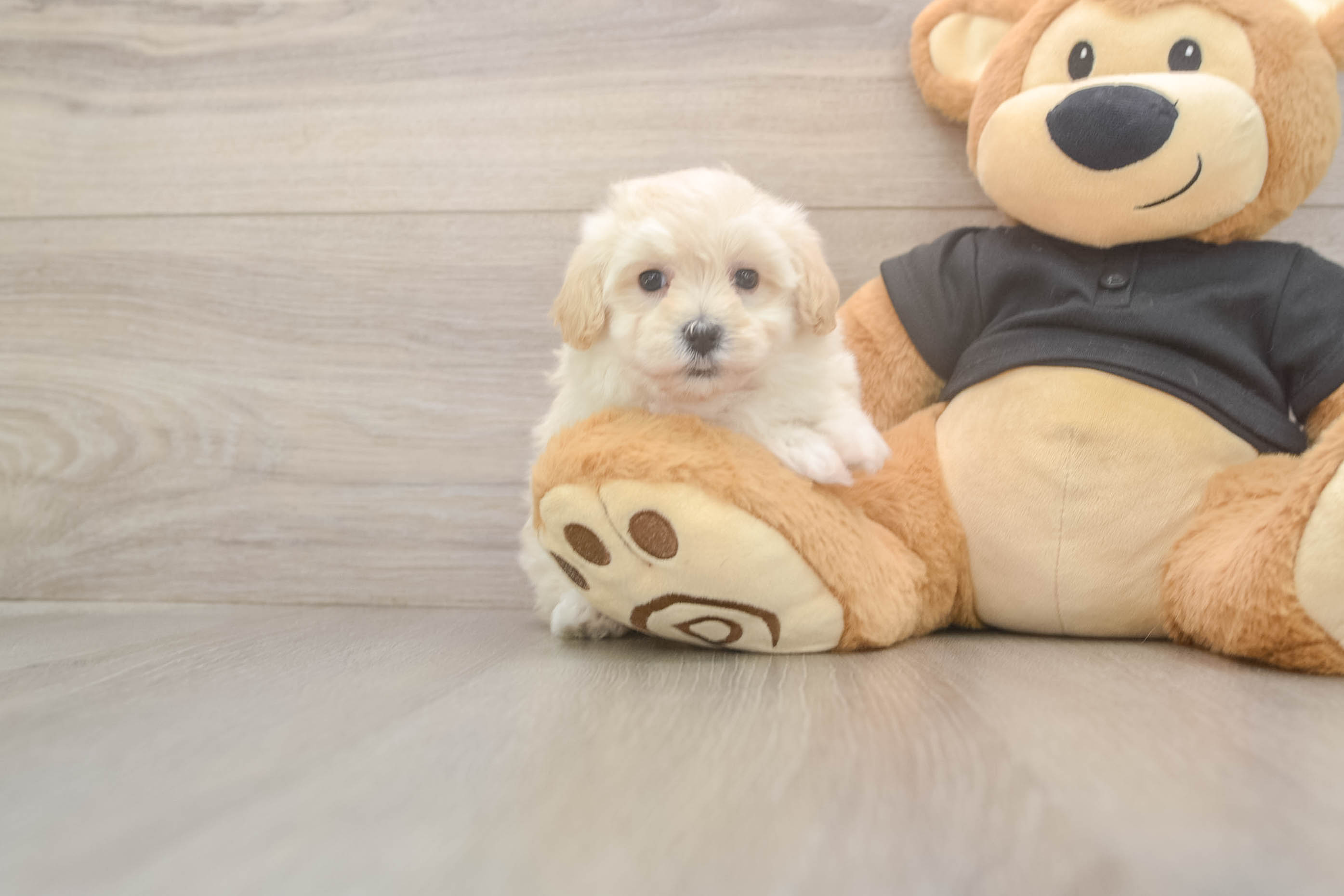 Funny Maltipoo Poodle Mix Pup