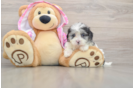 Friendly Maltipoo Baby