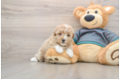 Friendly Maltipoo Baby