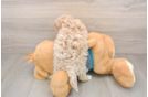 Petite Maltipoo Poodle Mix Pup