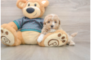 Sweet Maltipoo Baby