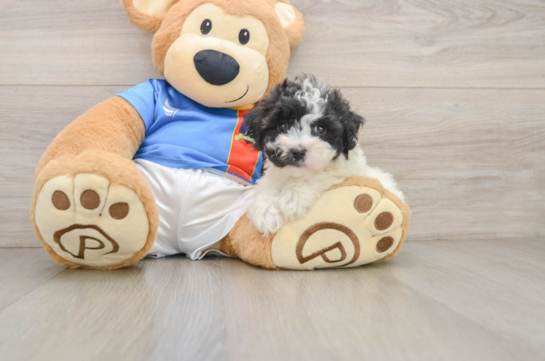 ASPEN, a Maltipoo littermate