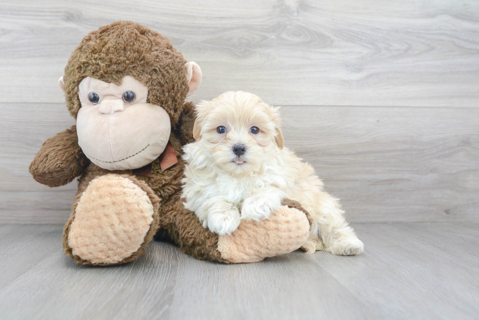 Energetic Maltepoo Poodle Mix Puppy