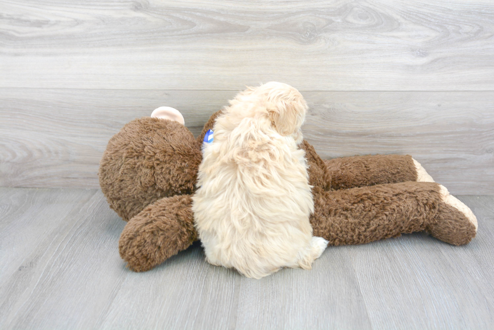 Playful Maltepoo Poodle Mix Puppy