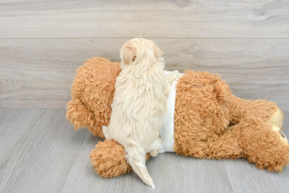 Maltipoo Puppy for Adoption