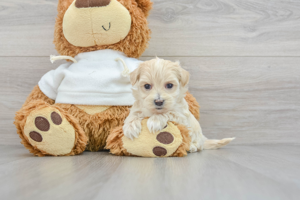 Little Maltepoo Poodle Mix Puppy