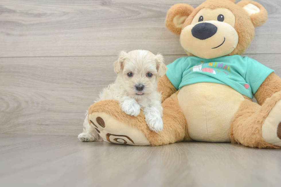 Maltipoo Puppy for Adoption