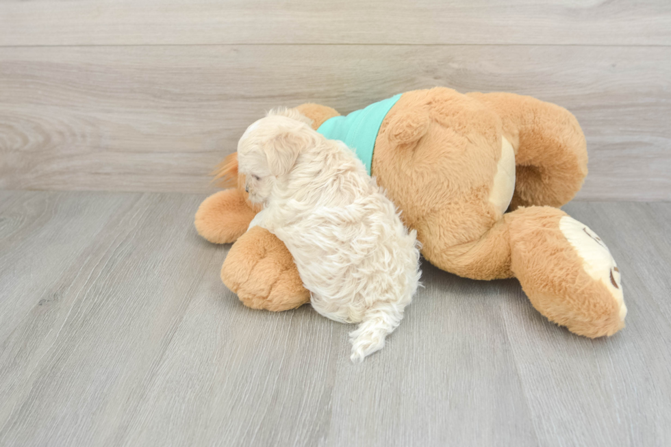 Little Moodle Poodle Mix Puppy