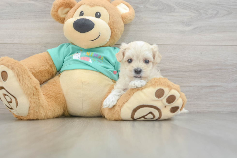 Maltipoo Pup Being Cute
