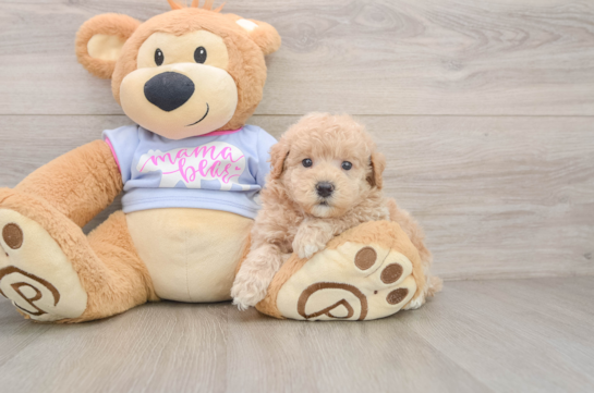 BABY GROOT, a Maltipoo littermate