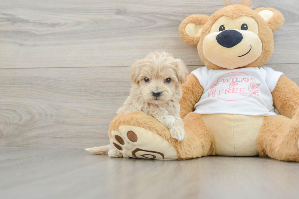 Maltipoo Puppy for Adoption
