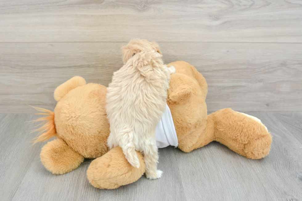 Maltipoo Pup Being Cute