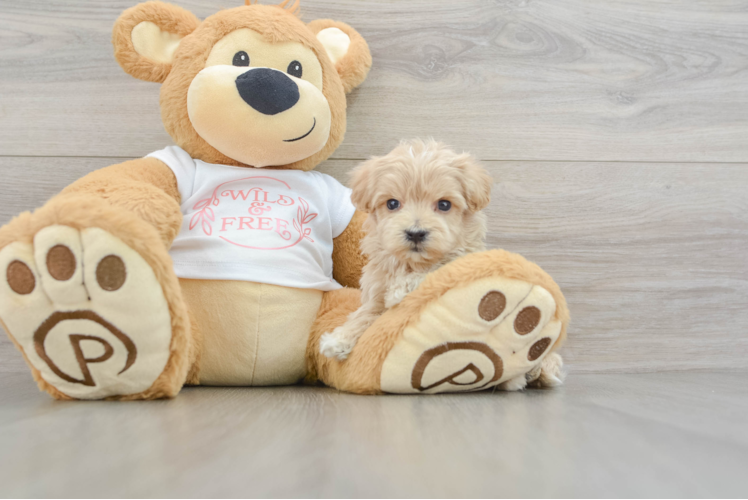 Playful Maltidoodle Poodle Mix Puppy