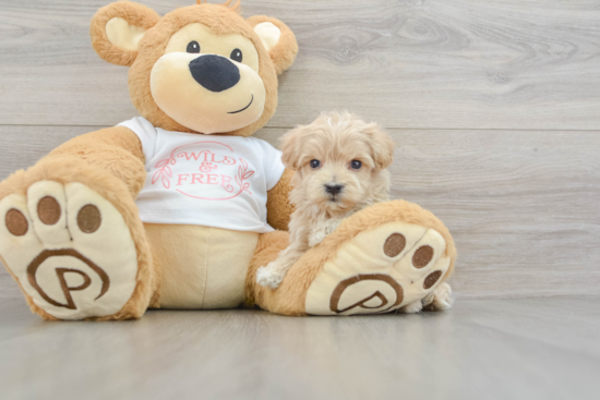 Playful Maltidoodle Poodle Mix Puppy