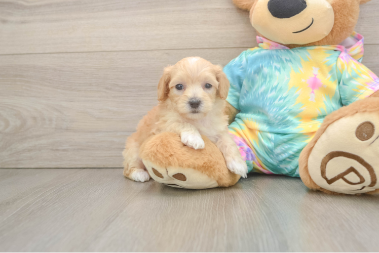 Best Maltipoo Baby