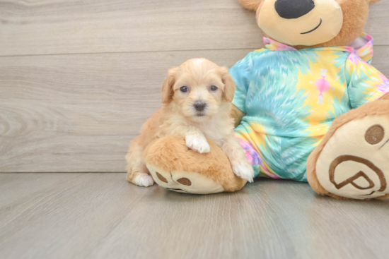 Best Maltipoo Baby