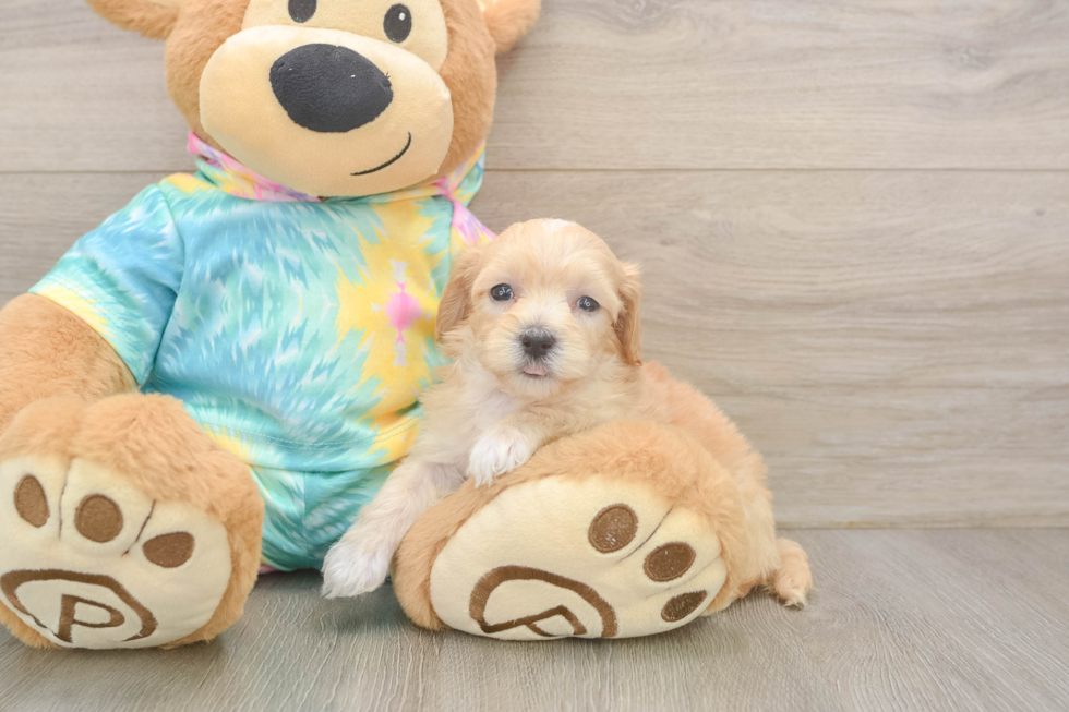 Cute Maltipoo Baby