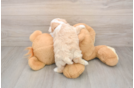 Playful Malt Oodle Poodle Mix Puppy