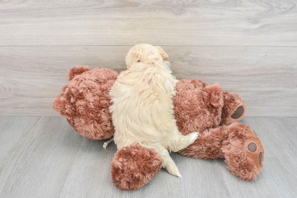 Hypoallergenic Maltese Poodle Poodle Mix Puppy