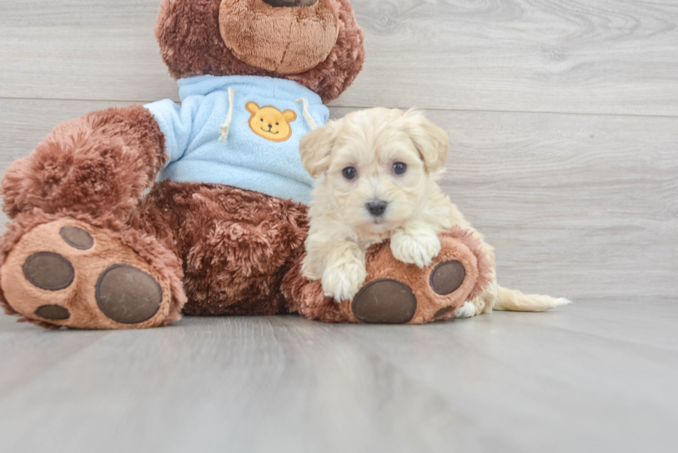 Cute Maltipoo Baby