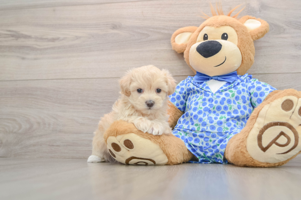 Maltipoo Pup Being Cute