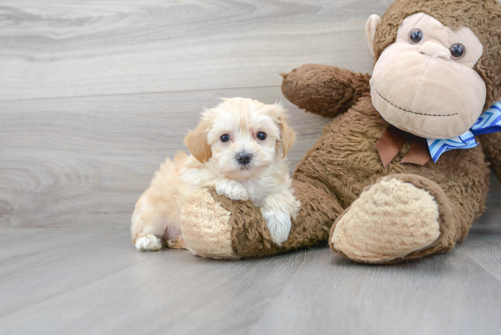 Maltipoo Puppy for Adoption
