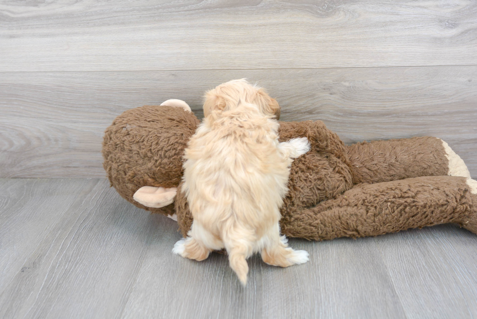 Hypoallergenic Maltese Poodle Poodle Mix Puppy