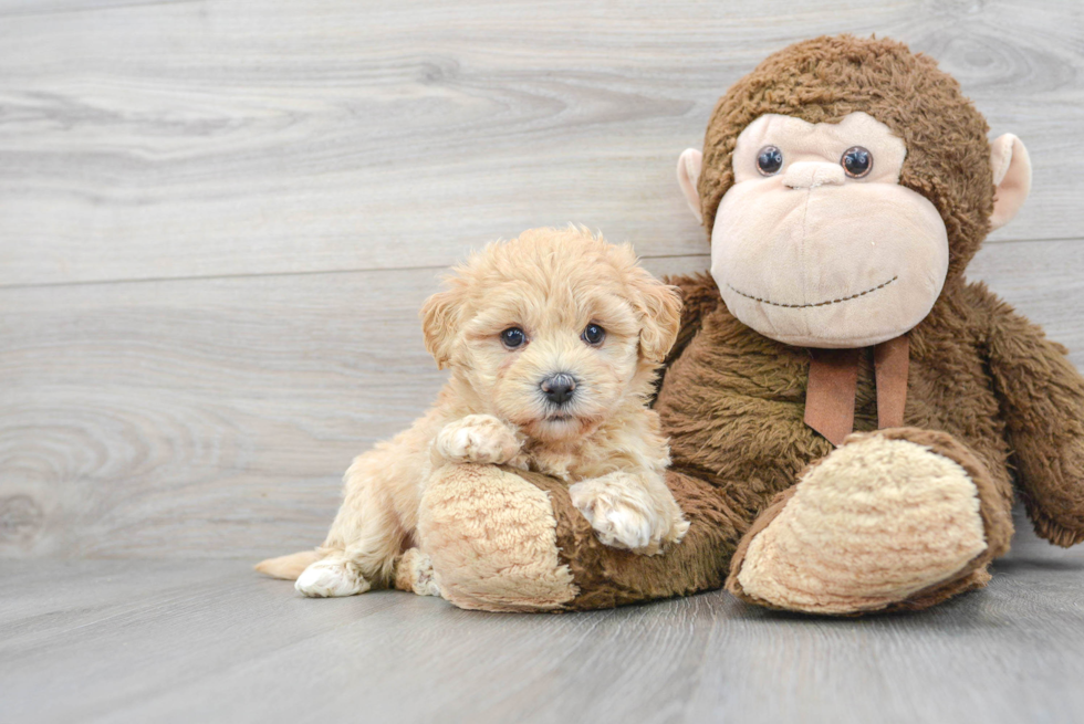 Maltipoo Pup Being Cute