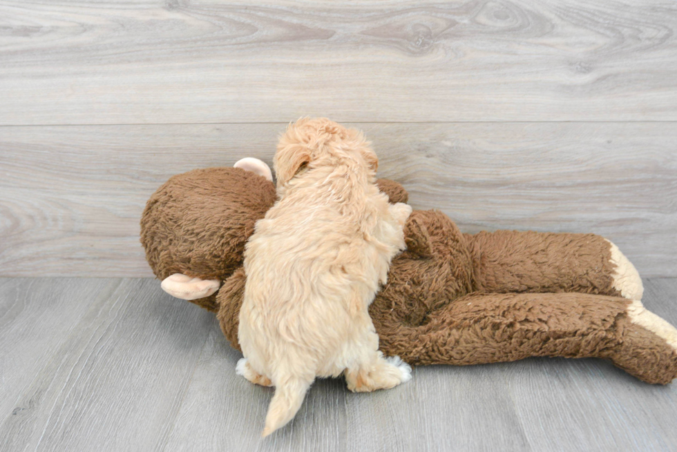 Maltipoo Pup Being Cute