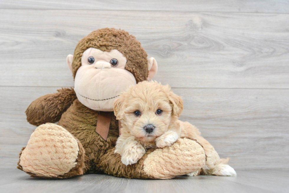 Playful Maltese Poodle Poodle Mix Puppy