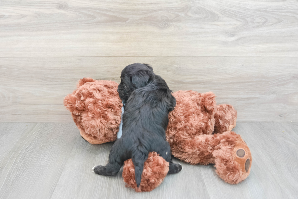 Maltipoo Pup Being Cute